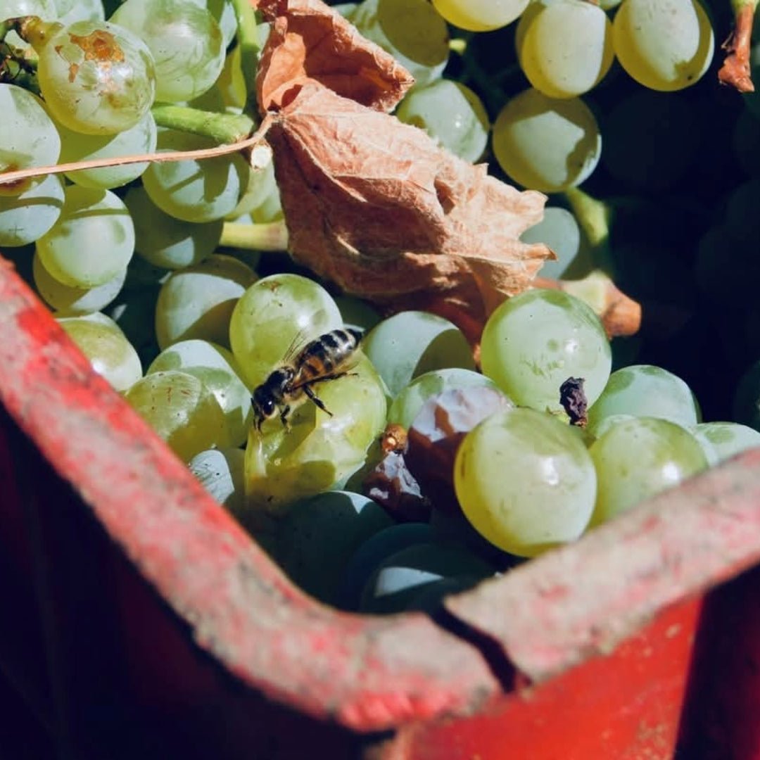 Rallo Vicoletto Catarratto Orange Wine