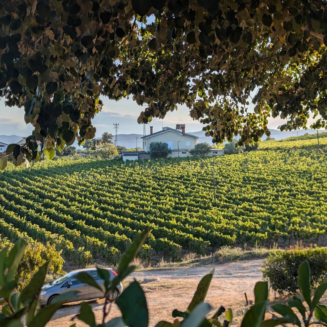 RCV Real Companhia Velha 10yo Tawny - Latitude Wine & Liquor Merchant