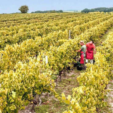 Remy Martin VSOP - Latitude Wine & Liquor Merchant