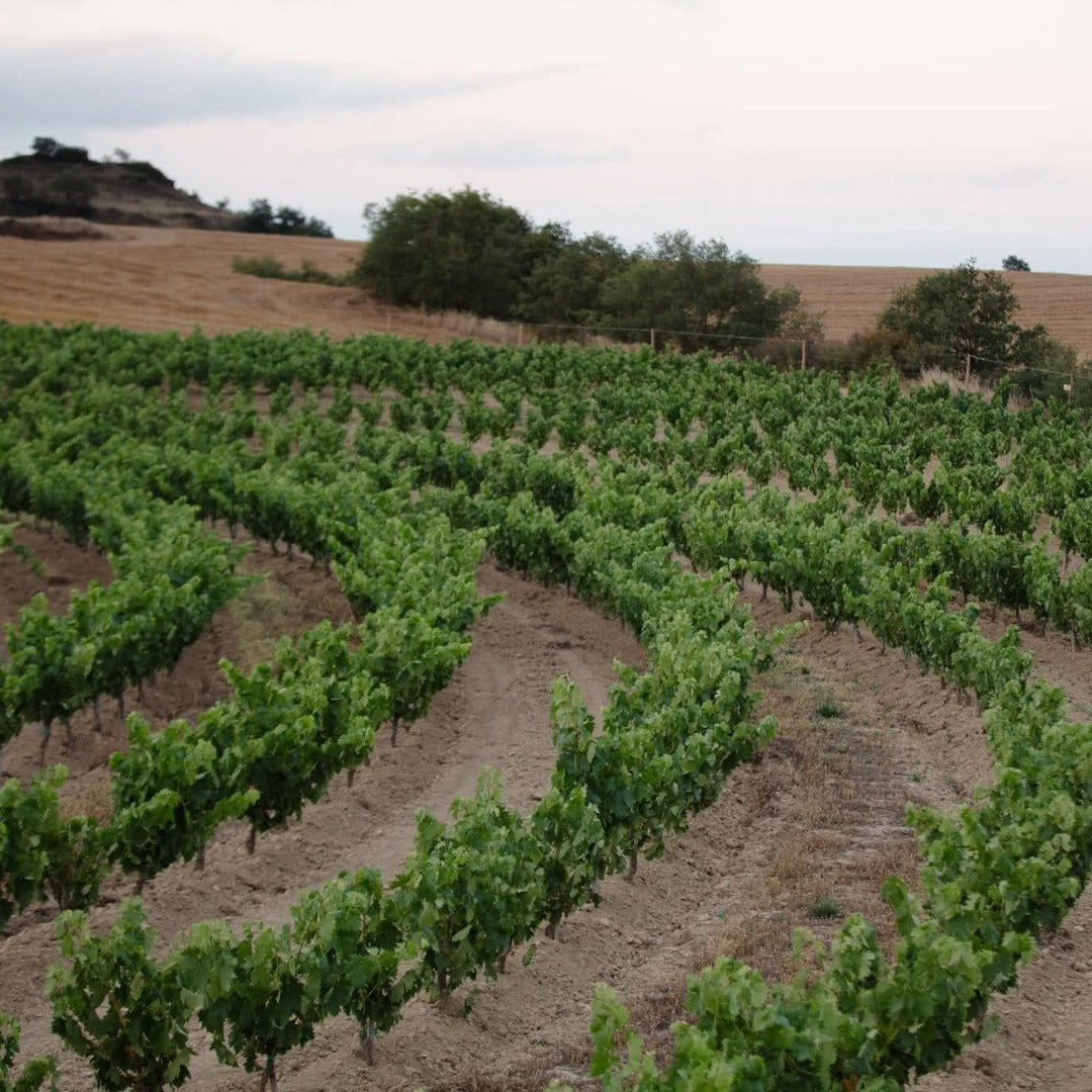 Roda Rioja Reserva - Latitude Wine & Liquor Merchant