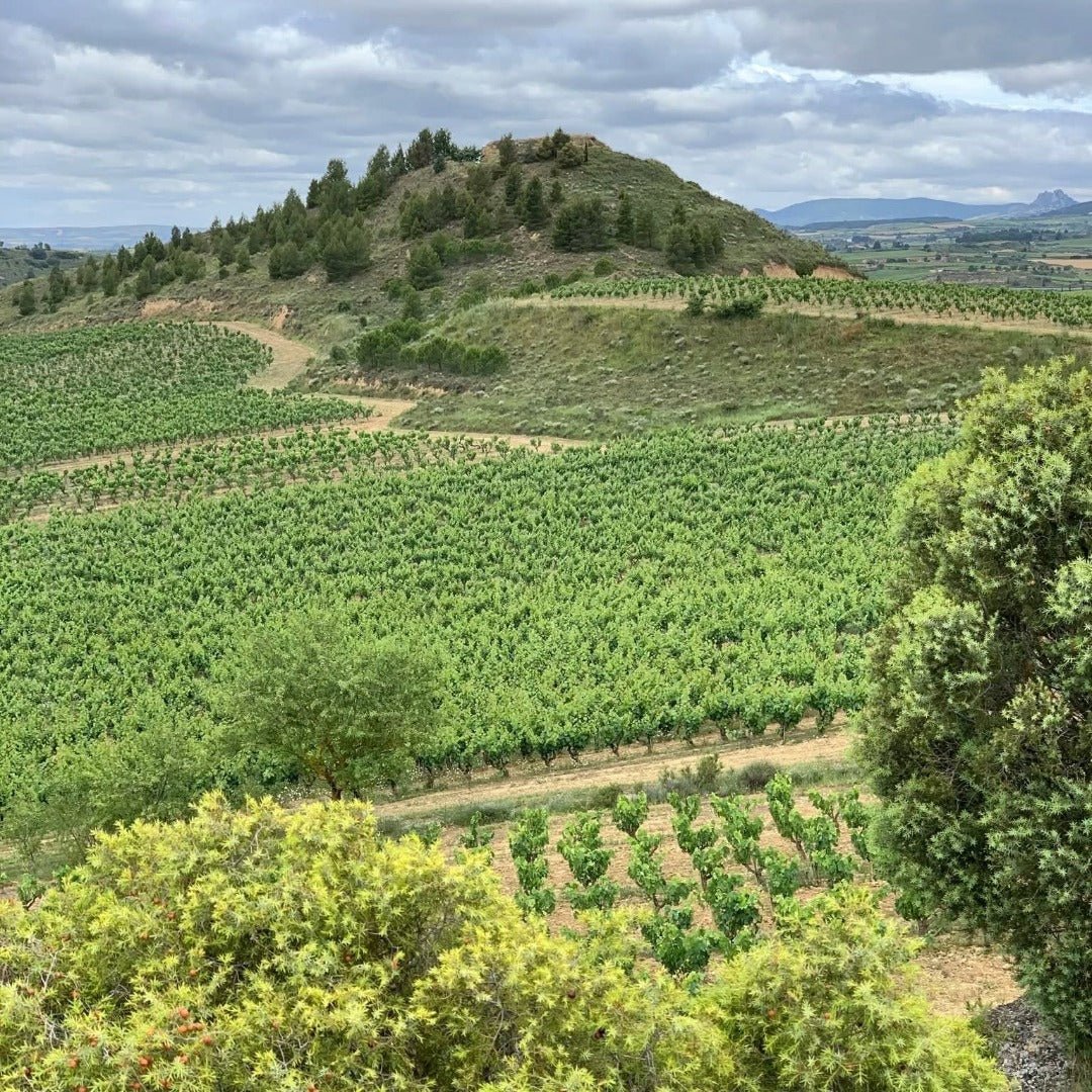 Roda Rioja Reserva - Latitude Wine & Liquor Merchant