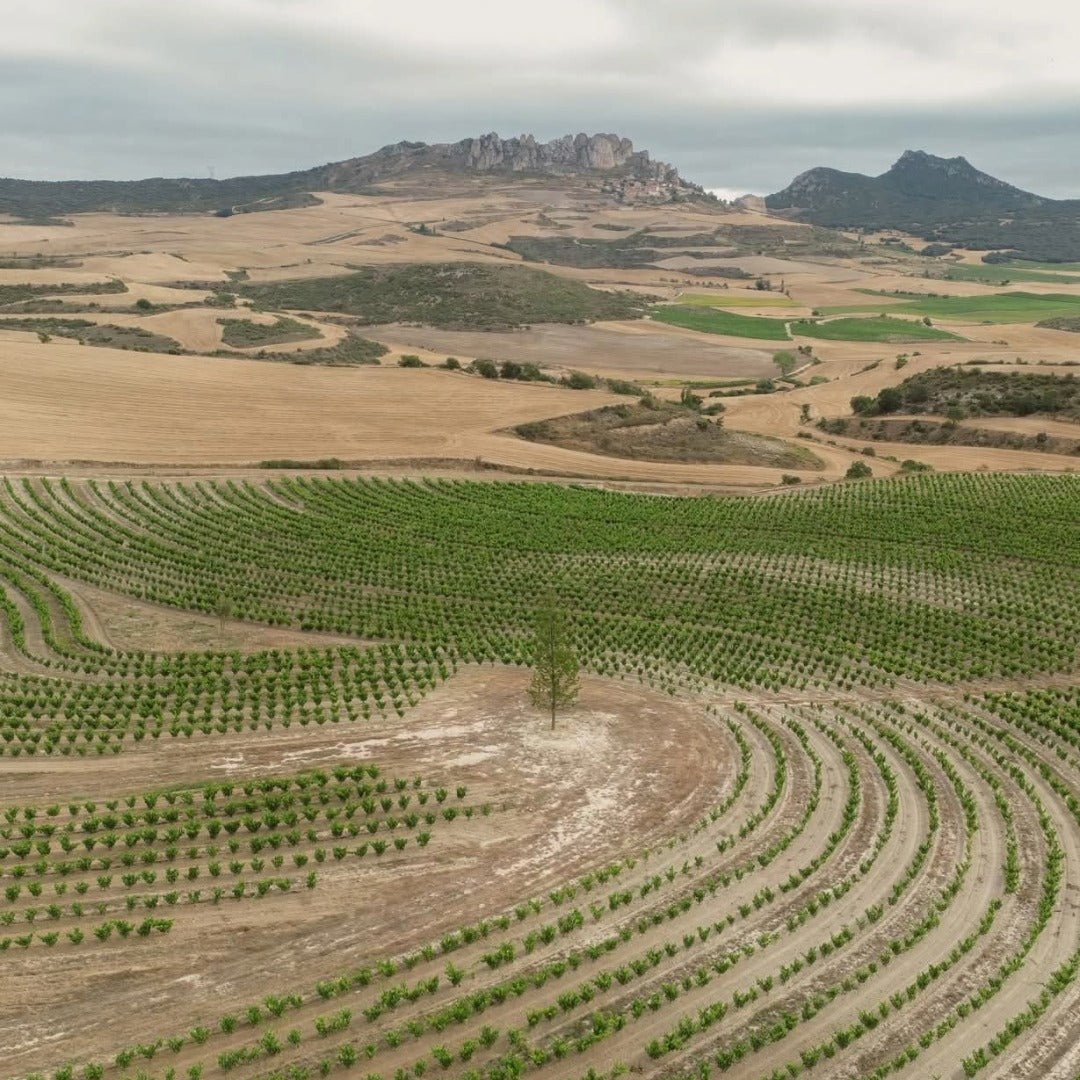 Roda Rioja Reserva - Latitude Wine & Liquor Merchant