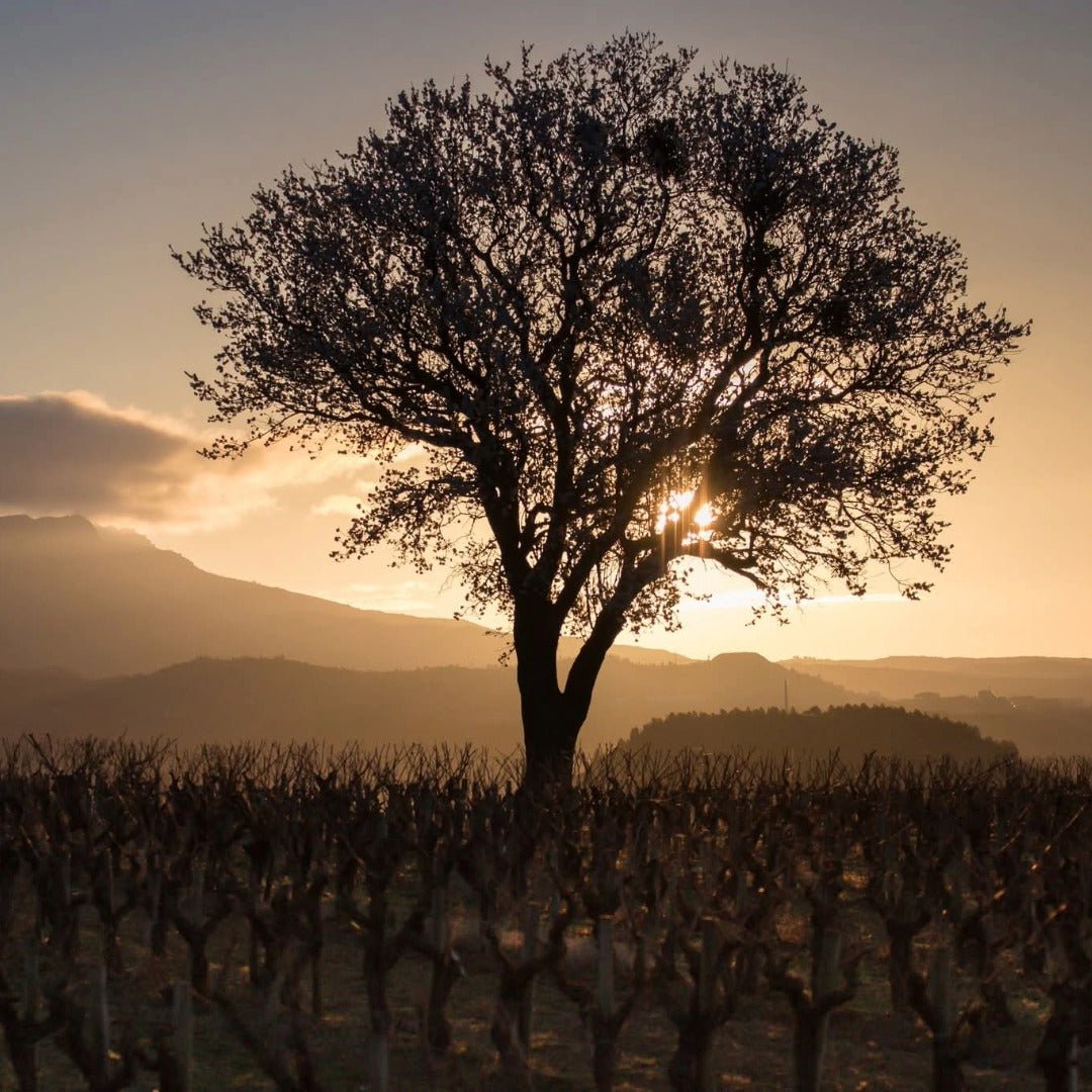 Roda Rioja Reserva - Latitude Wine & Liquor Merchant