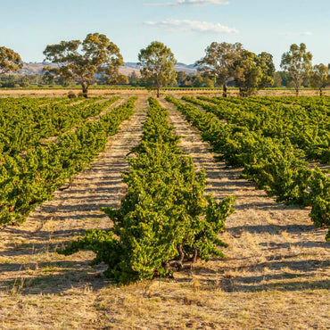 Rogers & Rufus Barossa Grenache Rose - Latitude Wine & Liquor Merchant