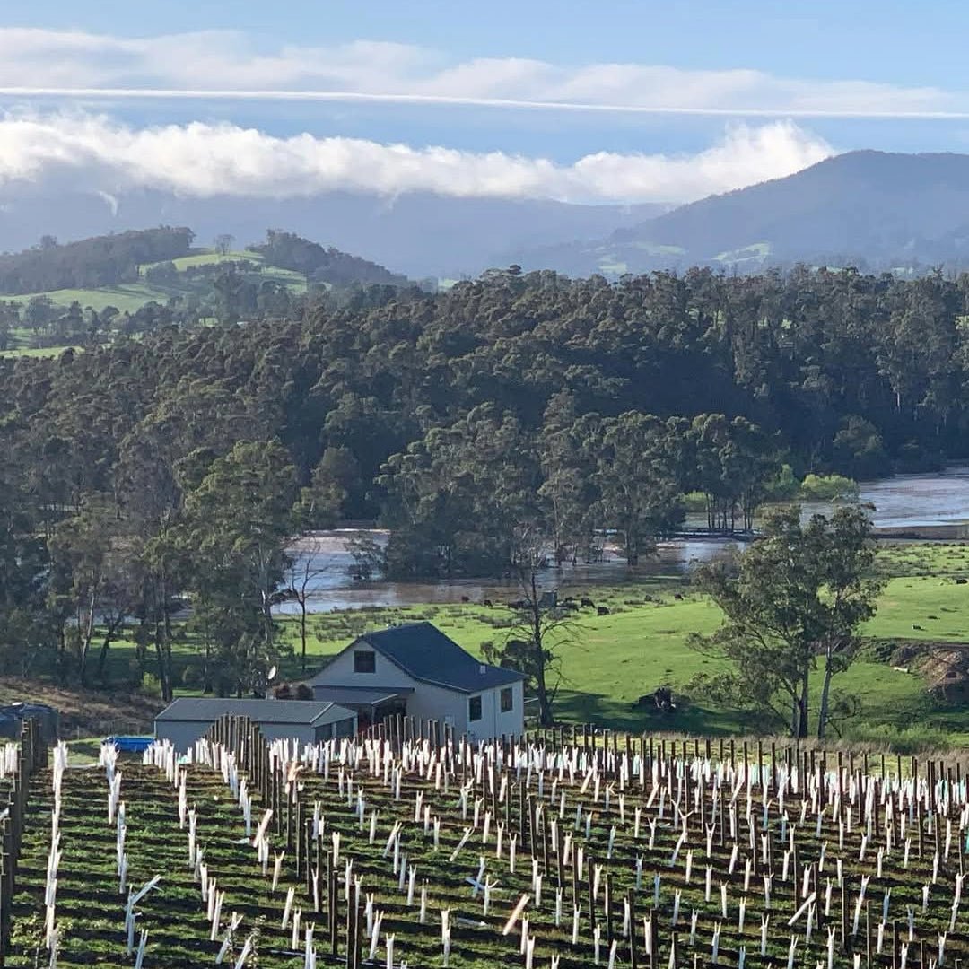 Russell & Suitor Son of a Bull Tasmanian Pinot Noir - Latitude Wine & Liquor Merchant