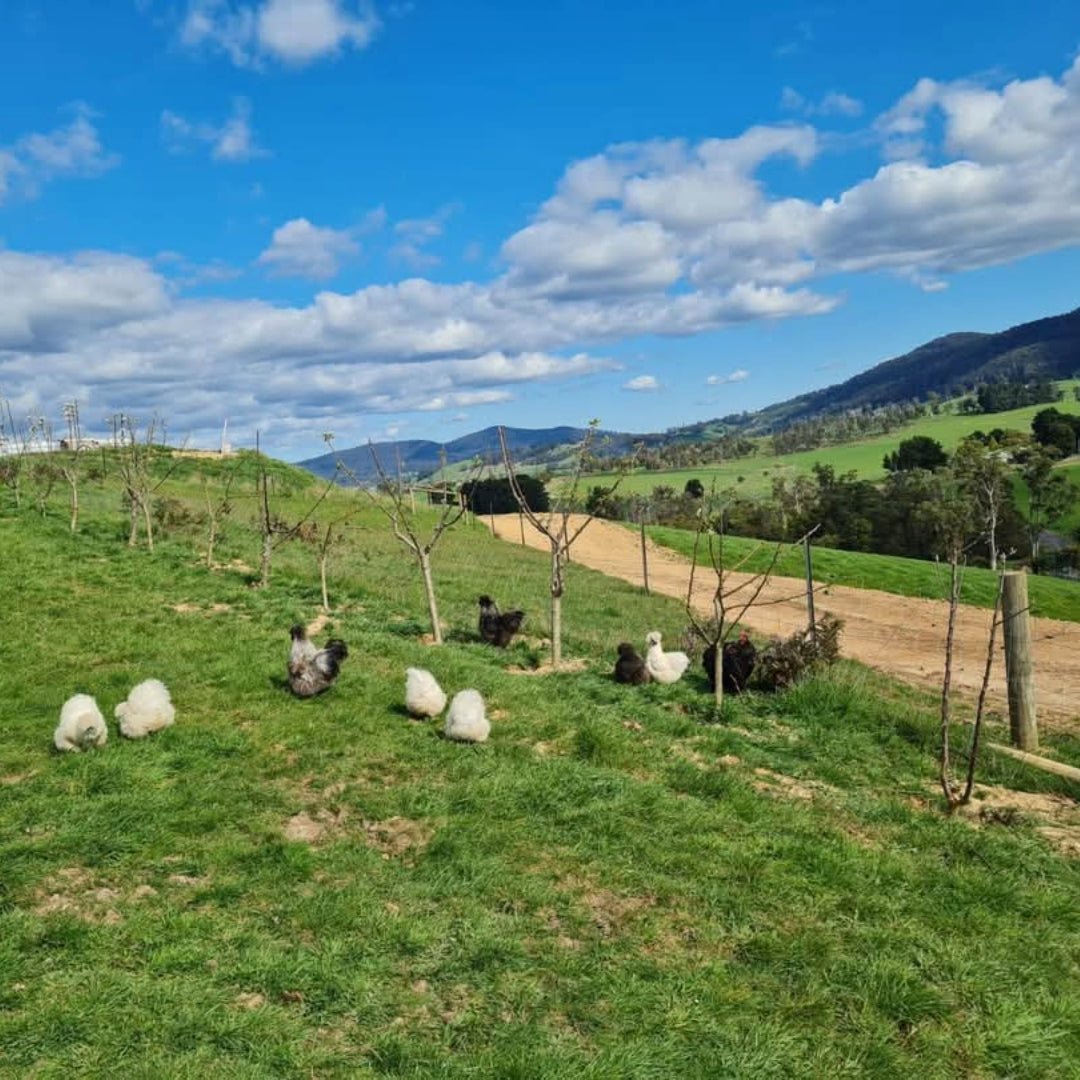 Russell & Suitor Son of a Bull Tasmanian Pinot Noir - Latitude Wine & Liquor Merchant