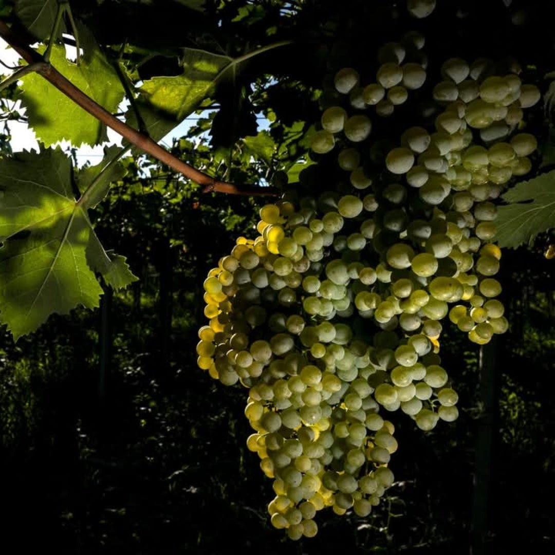 Salmagina Verdicchio dei Castelli di Jesi