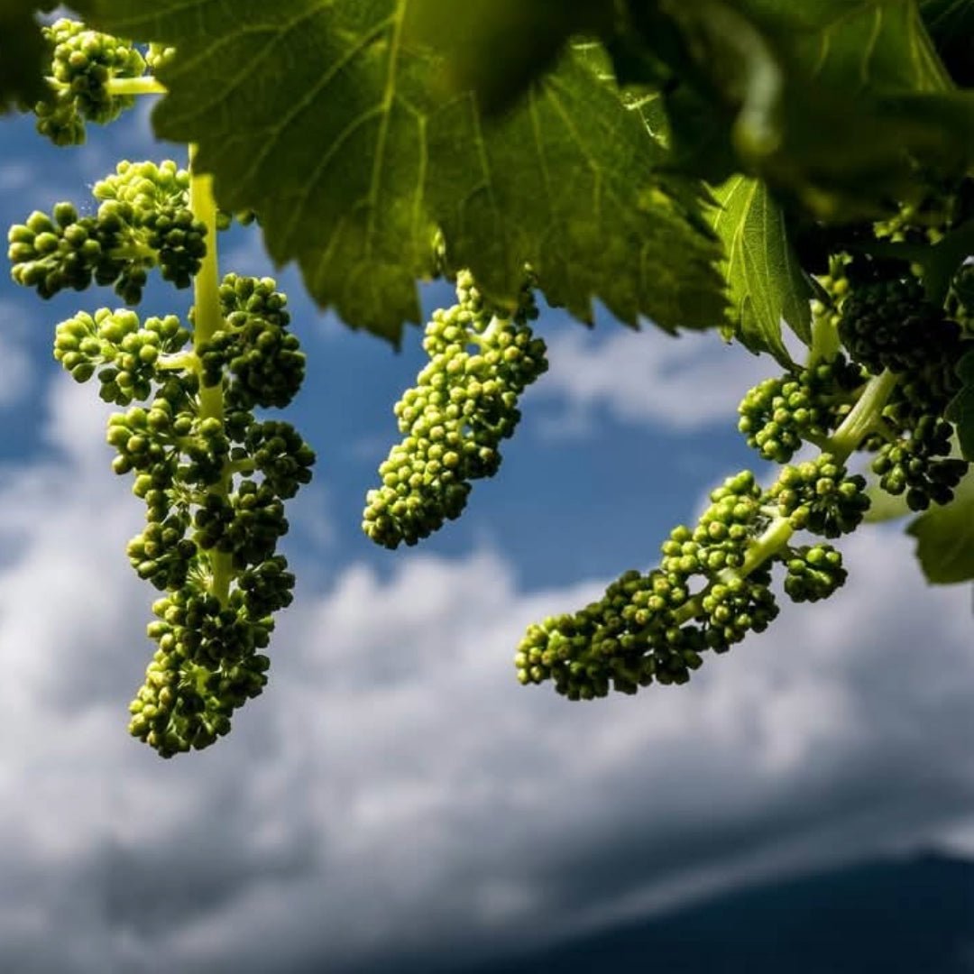 Salmagina Verdicchio - Latitude Wine & Liquor Merchant