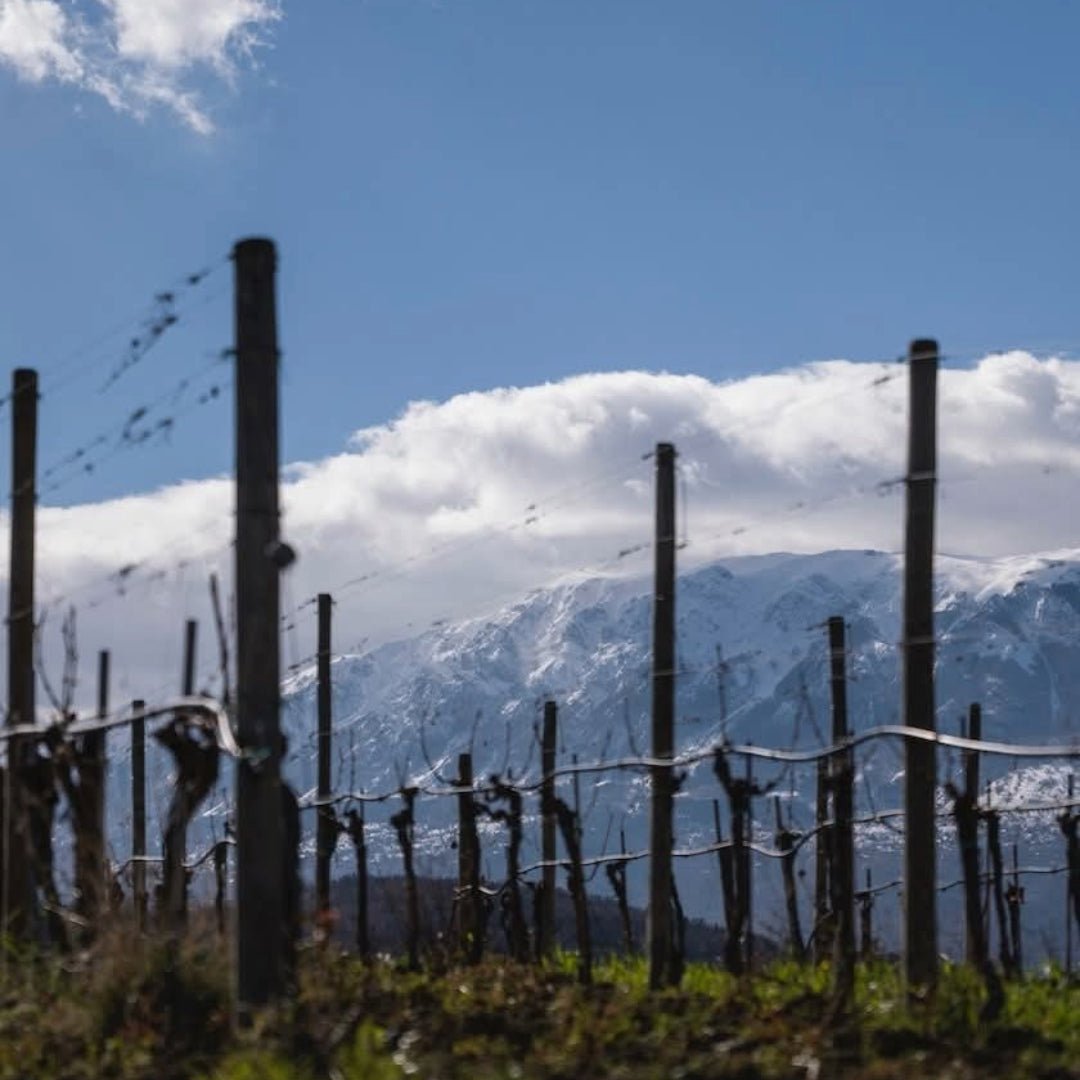 Salmagina Verdicchio - Latitude Wine & Liquor Merchant