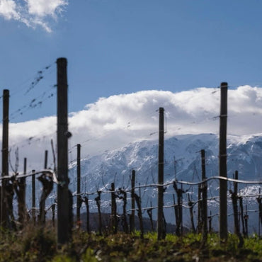 Salmagina Verdicchio - Latitude Wine & Liquor Merchant