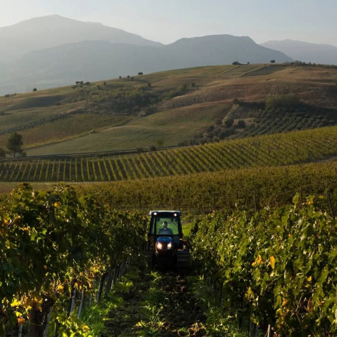 Salmagina Verdicchio - Latitude Wine & Liquor Merchant