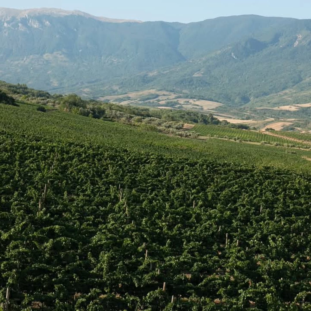 Salmagina Verdicchio - Latitude Wine & Liquor Merchant