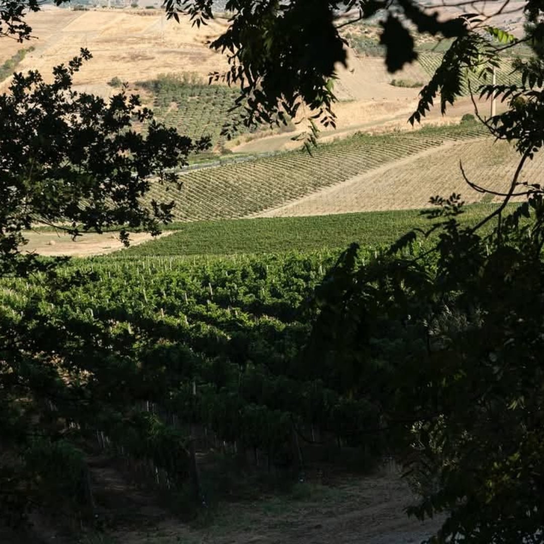 Salmagina Verdicchio - Latitude Wine & Liquor Merchant