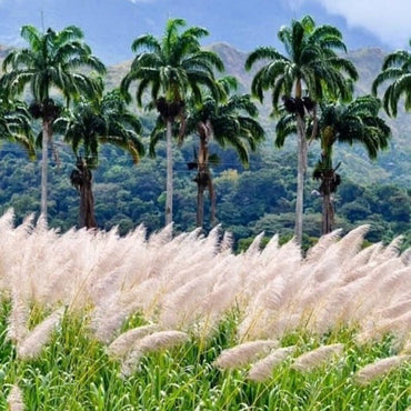 Santa Teresa 1796 - Latitude Wine & Liquor Merchant