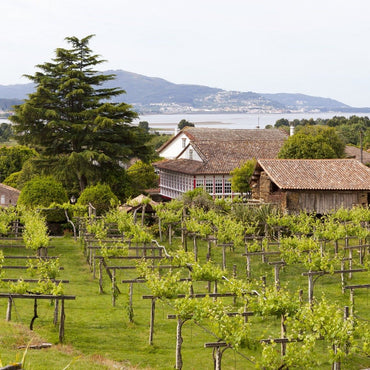 Santiago Ruiz "O Rosal" Rias Baixas Blanco - Latitude Wine & Liquor Merchant