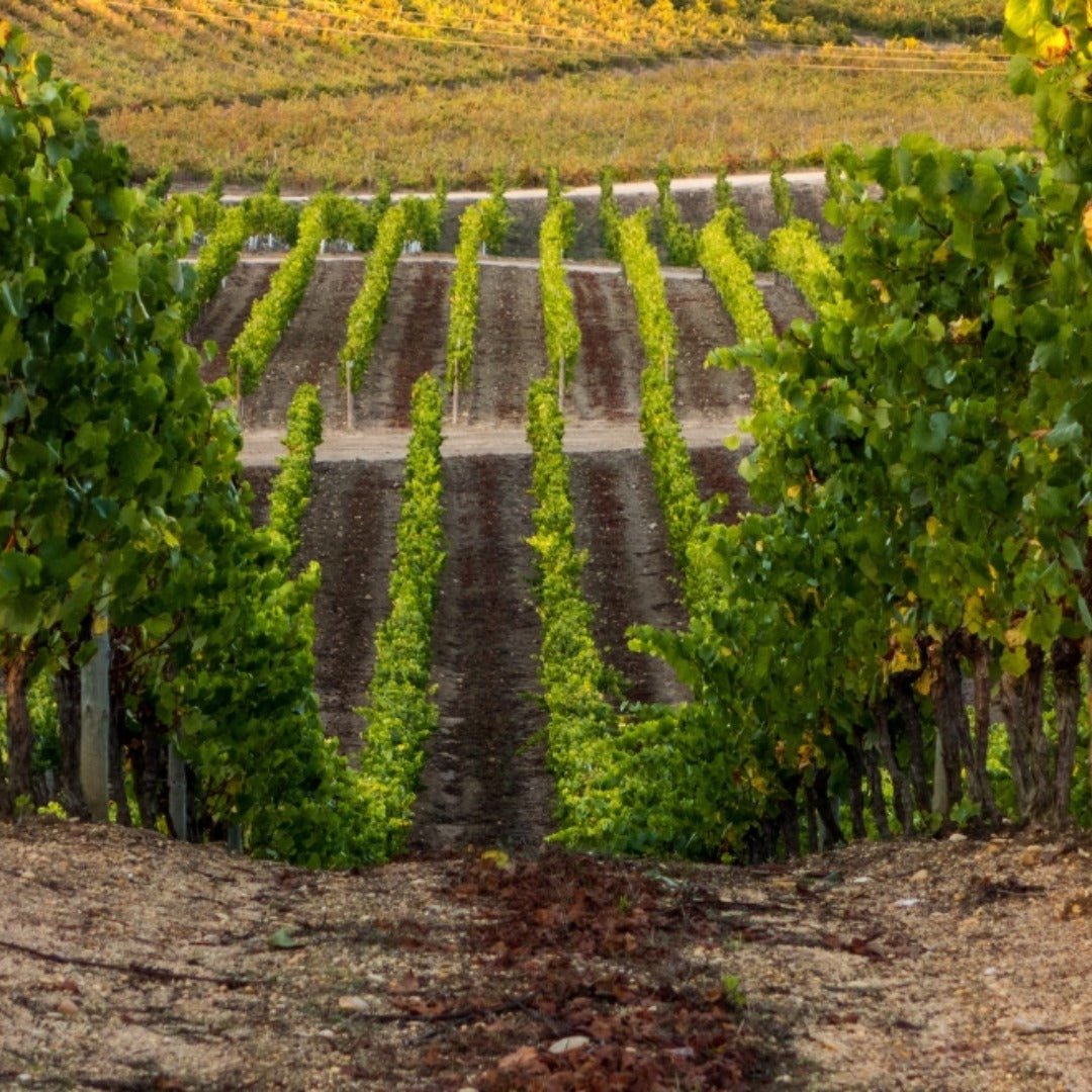 Sao Lourenco Bairrada Tinto