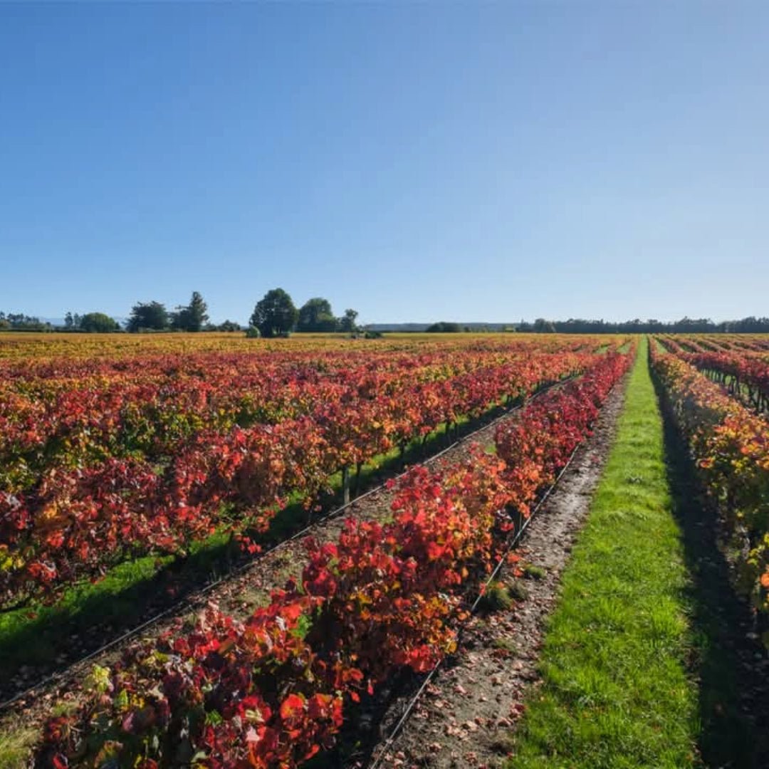 Seifried Estate Aotea Cabernet Franc - Latitude Wine & Liquor Merchant