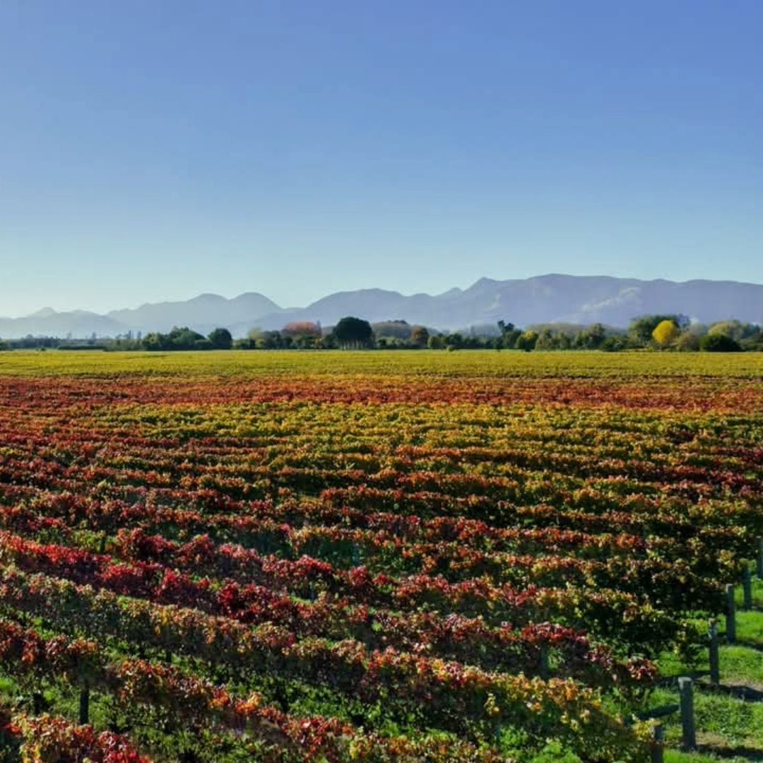 Seifried Estate Aotea Cabernet Franc - Latitude Wine & Liquor Merchant