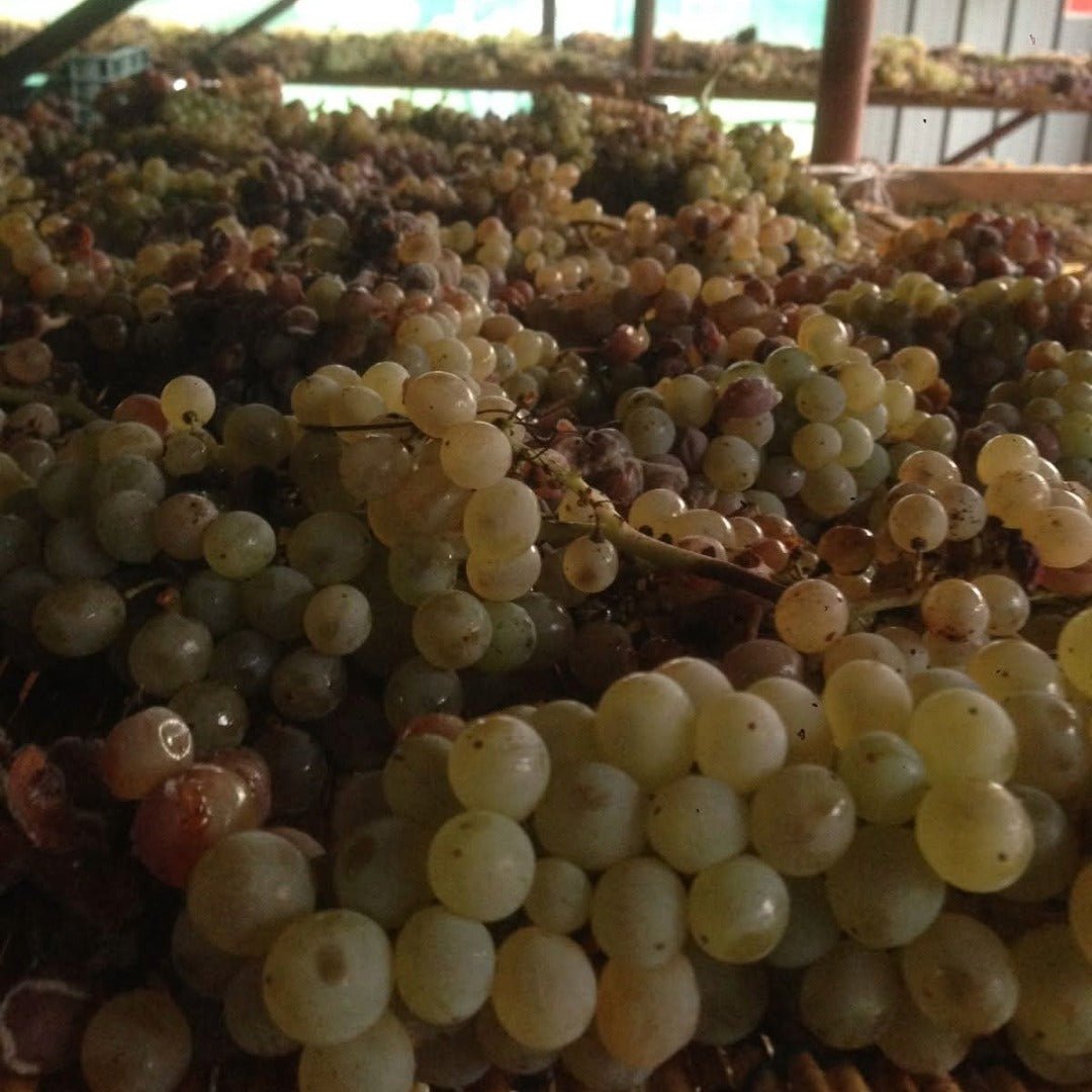 Sergio Mottura Poggio Della Costa Grechetto