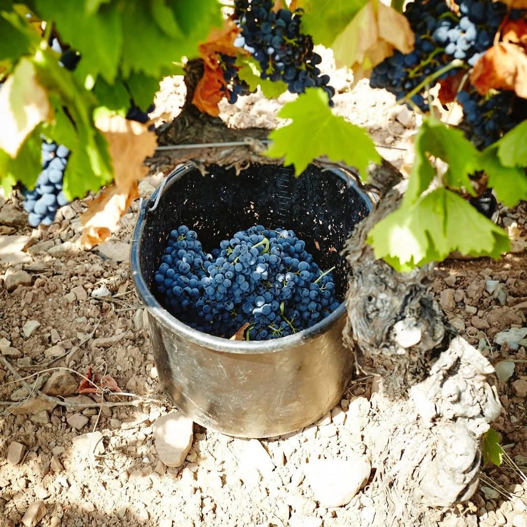 Serres & Co. Languedoc Rouge - Latitude Wine & Liquor Merchant