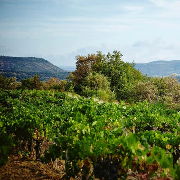 Serres & Co. Languedoc Rouge - Latitude Wine & Liquor Merchant