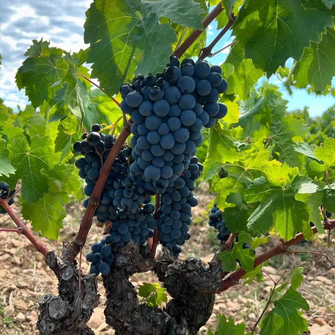 Serres & Co. Languedoc Rouge - Latitude Wine & Liquor Merchant