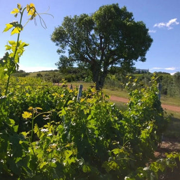 Sierra Oriental Naranja - Latitude Wine & Liquor Merchant