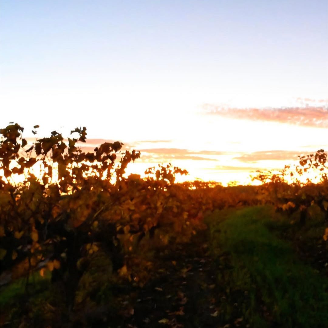 Smalltown Vineyards Clovella Mataro Grenache - Latitude Wine & Liquor Merchant