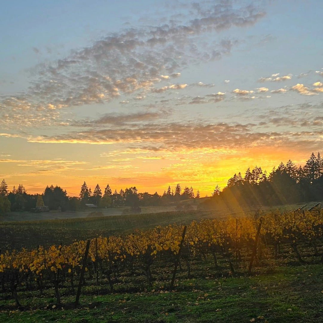 Sokol Blosser Evolution Pinot Noir - Latitude Wine & Liquor Merchant
