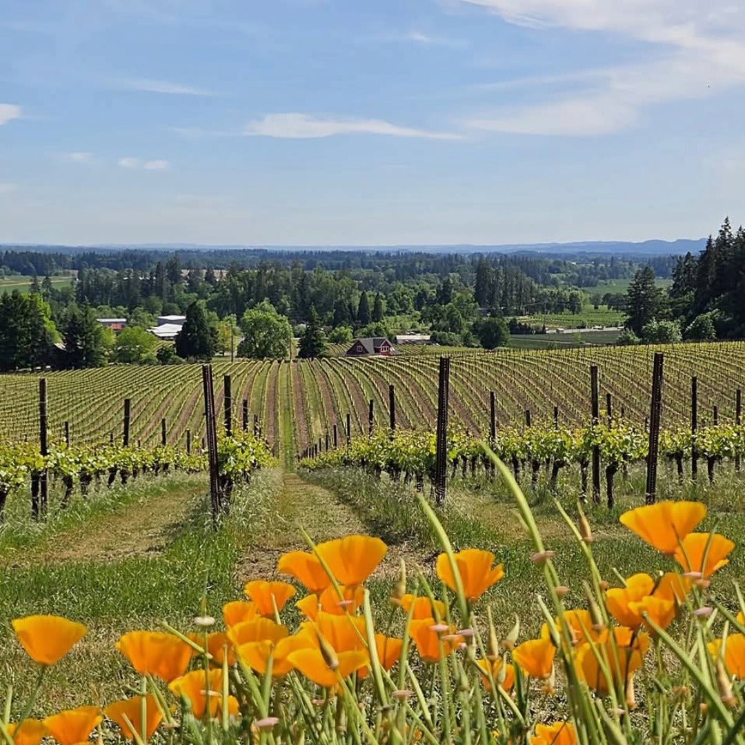 Sokol Blosser Evolution Pinot Noir - Latitude Wine & Liquor Merchant