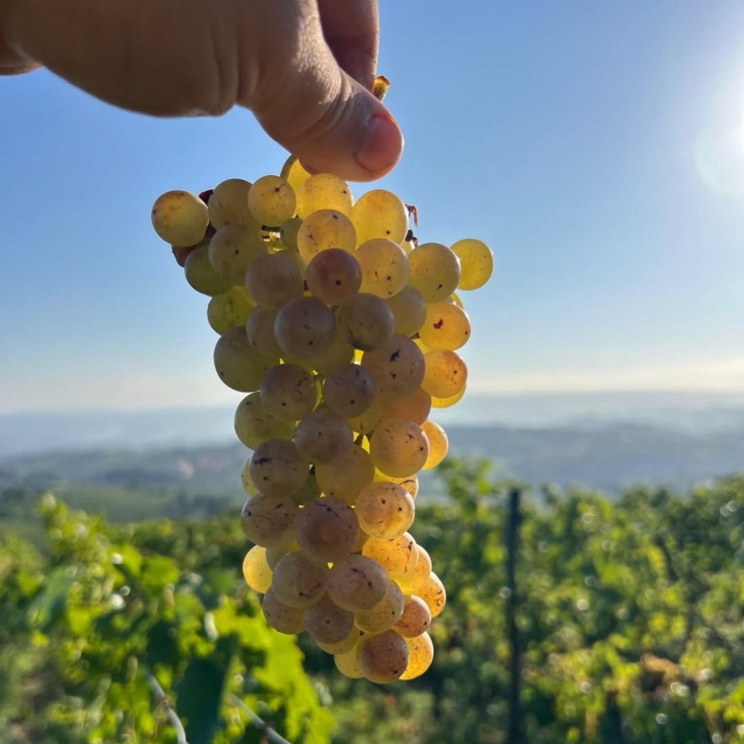 Sono Montenidoli Vernaccia di San Gimignano - Latitude Wine & Liquor Merchant