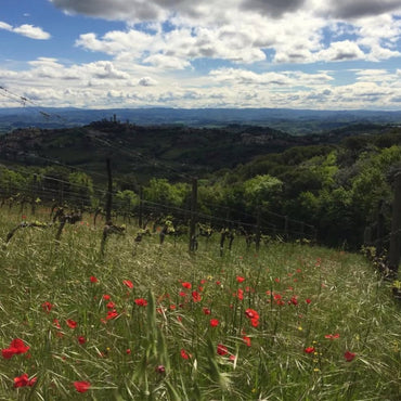 Sono Montenidoli Vernaccia di San Gimignano - Latitude Wine & Liquor Merchant