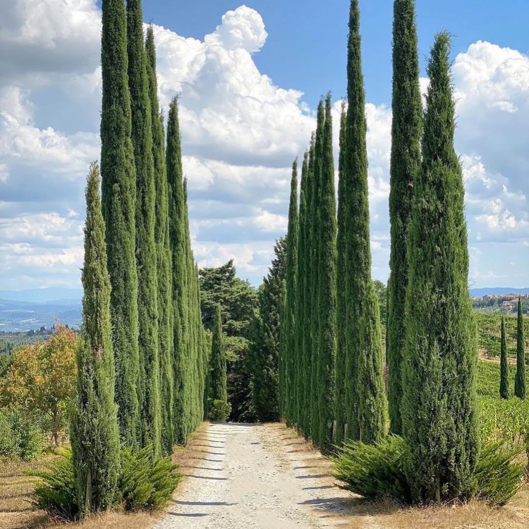 Sono Montenidoli Vernaccia di San Gimignano