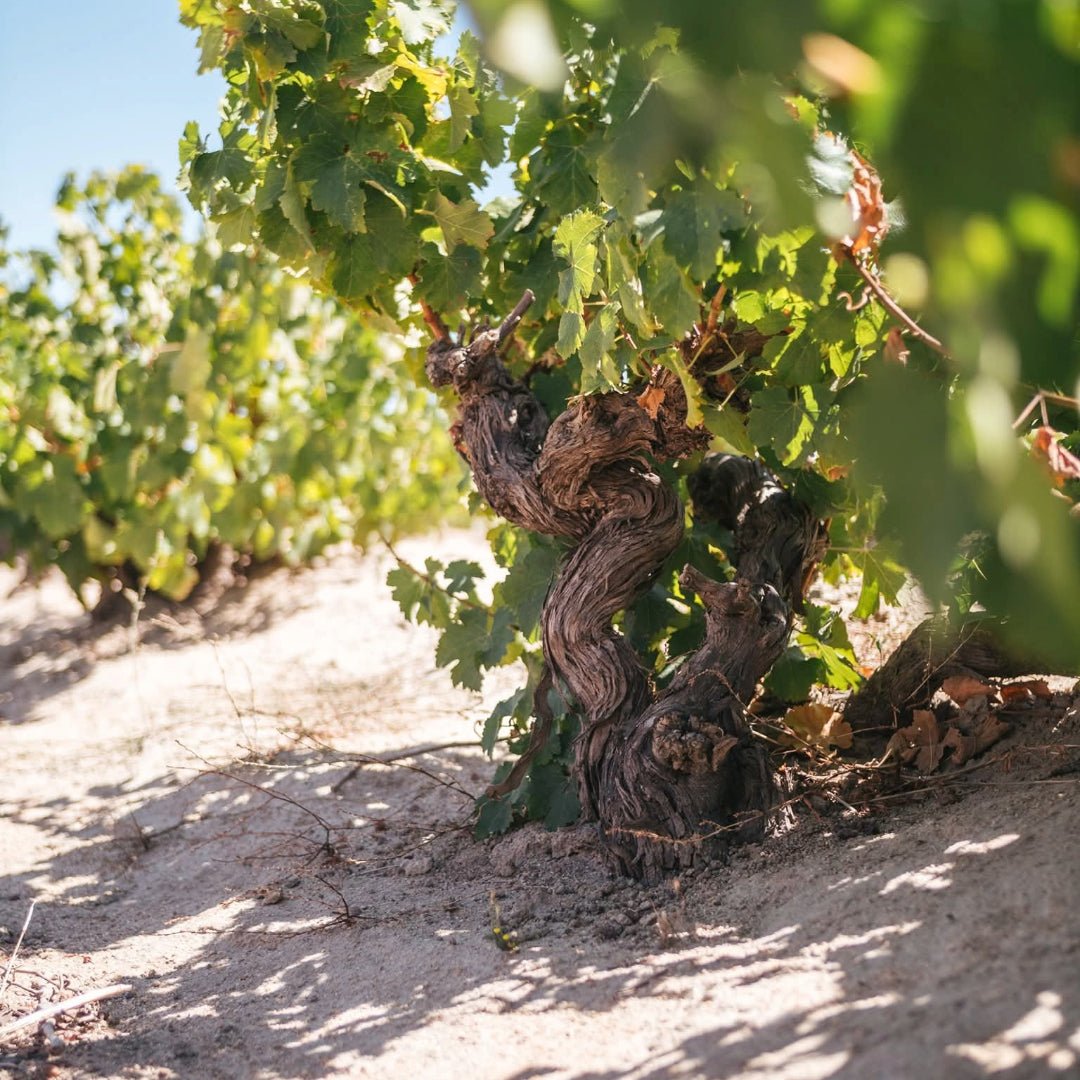 Spice Route Grenache - Latitude Wine & Liquor Merchant