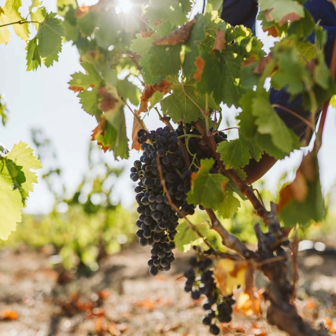 Spice Route Grenache - Latitude Wine & Liquor Merchant