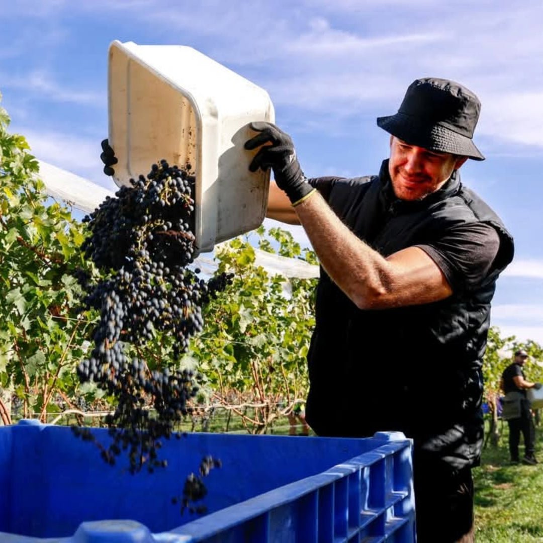 Te Mata Estate Merlot / Cabernets