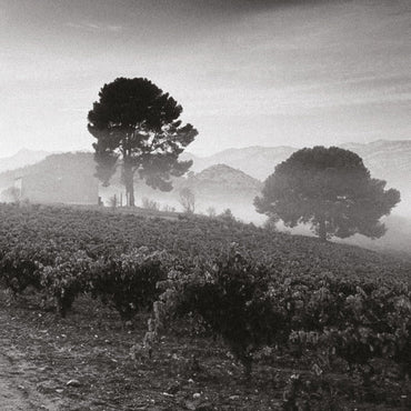 Te Quiero Field Blend Rojo - Latitude Wine & Liquor Merchant