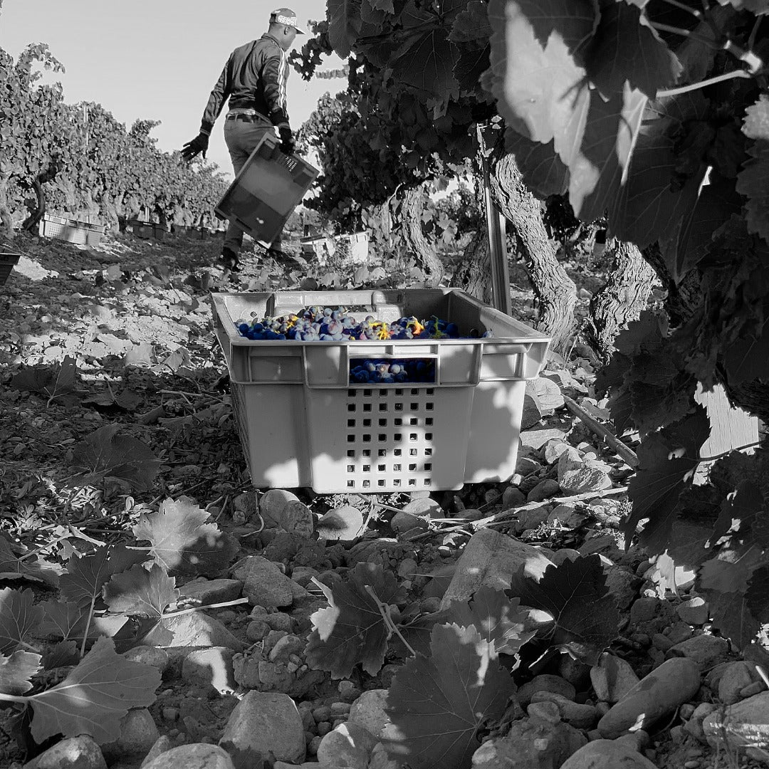 Te Quiero Field Blend Rojo - Latitude Wine & Liquor Merchant