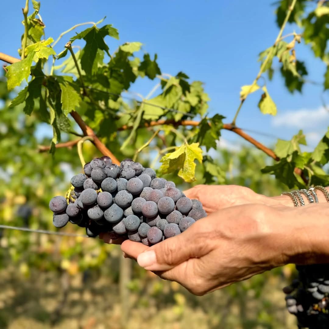 Tedeschi Amarone - Latitude Wine & Liquor Merchant