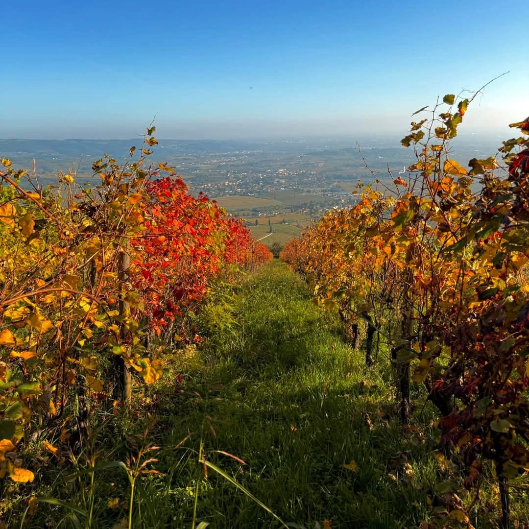 Tedeschi Amarone - Latitude Wine & Liquor Merchant
