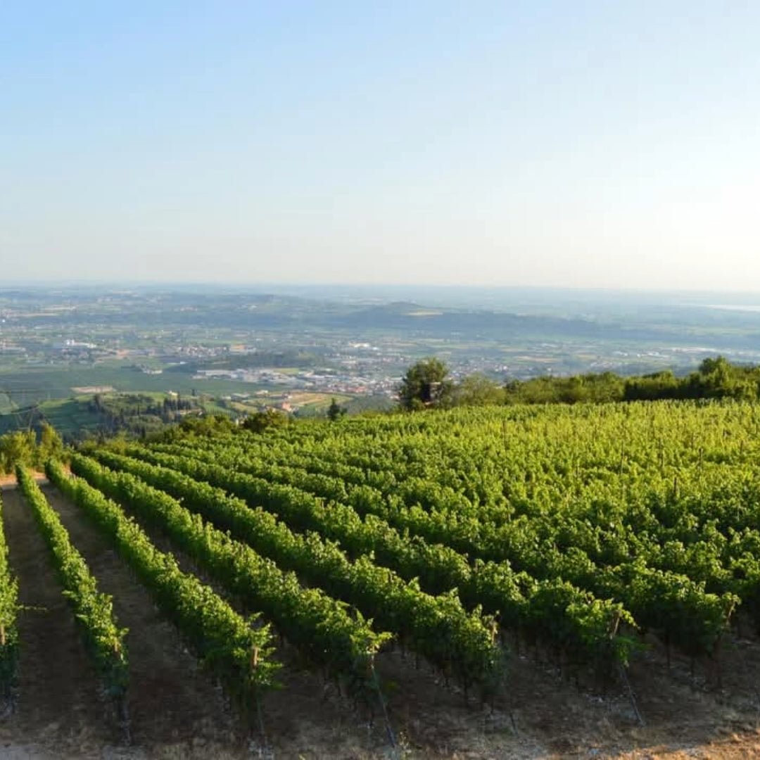 Tedeschi Amarone - Latitude Wine & Liquor Merchant