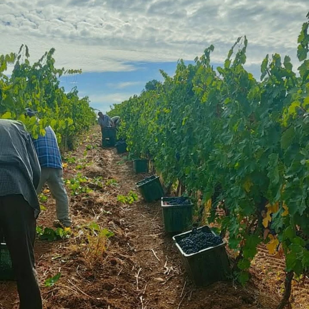 Tenuta Aquilaia Maremma Ciliegiolo - Latitude Wine & Liquor Merchant