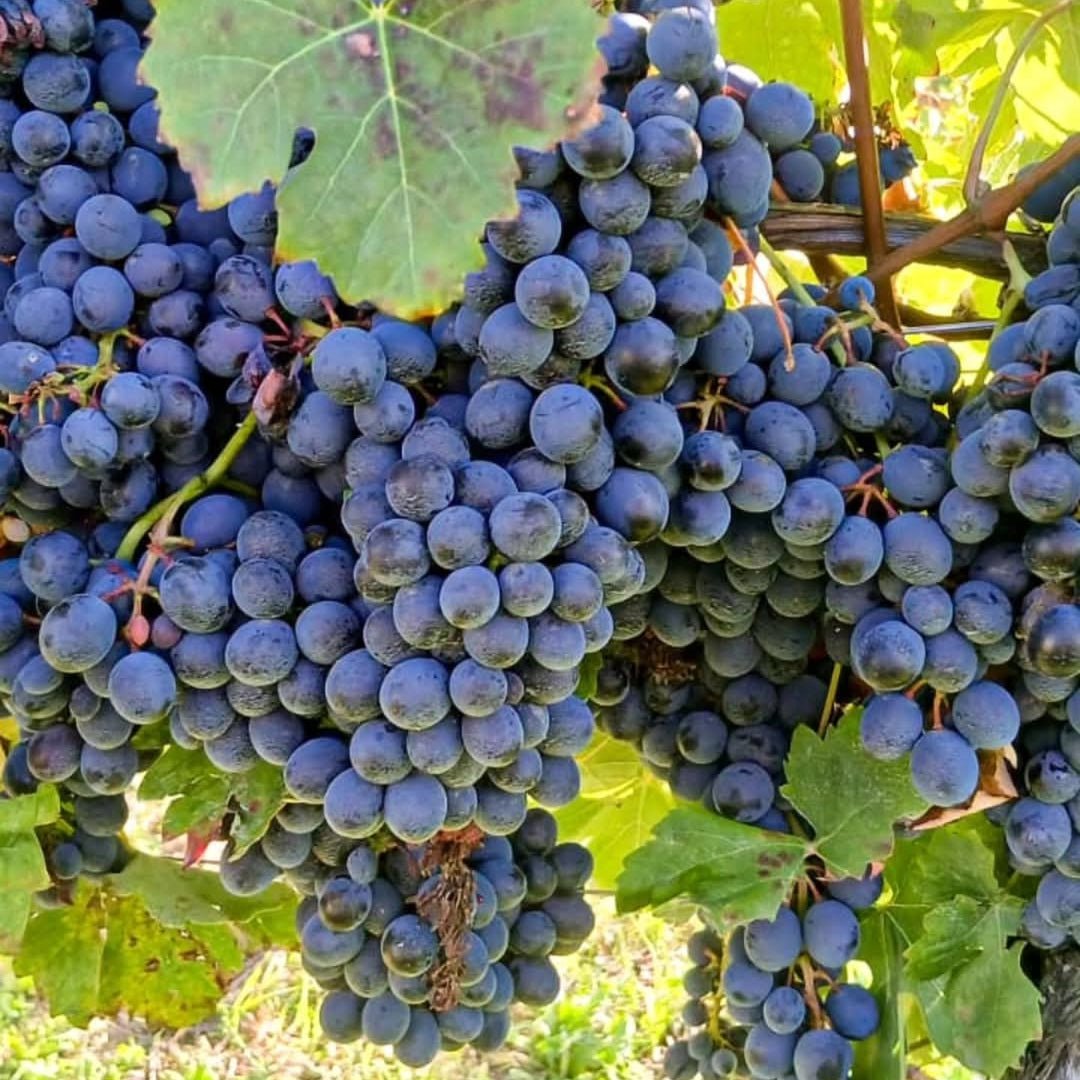 Tenuta Santa Seraffa Gavi del Comune di Gavi - Latitude Wine & Liquor Merchant