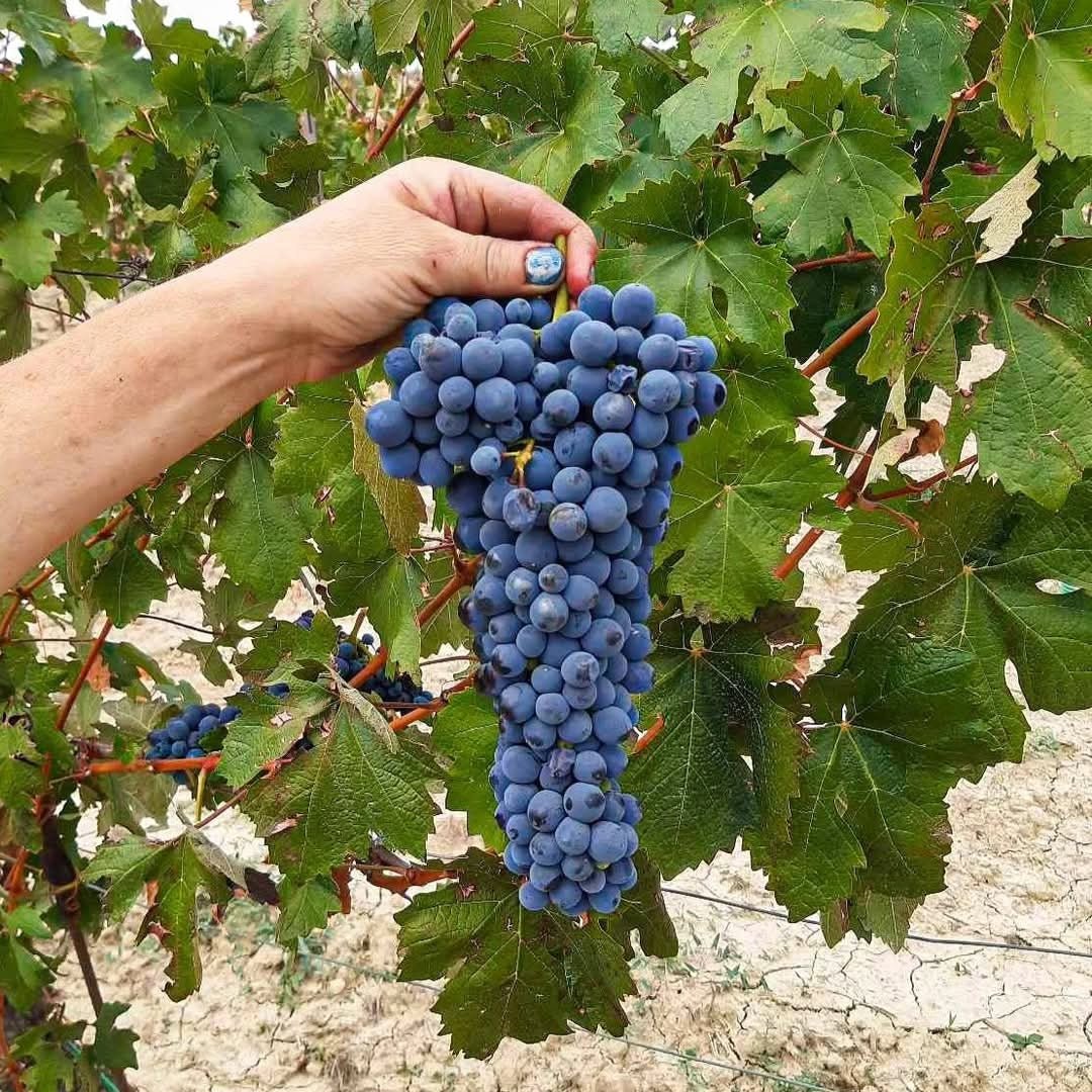 Tenuta Santa Seraffa Gavi del Comune di Gavi - Latitude Wine & Liquor Merchant