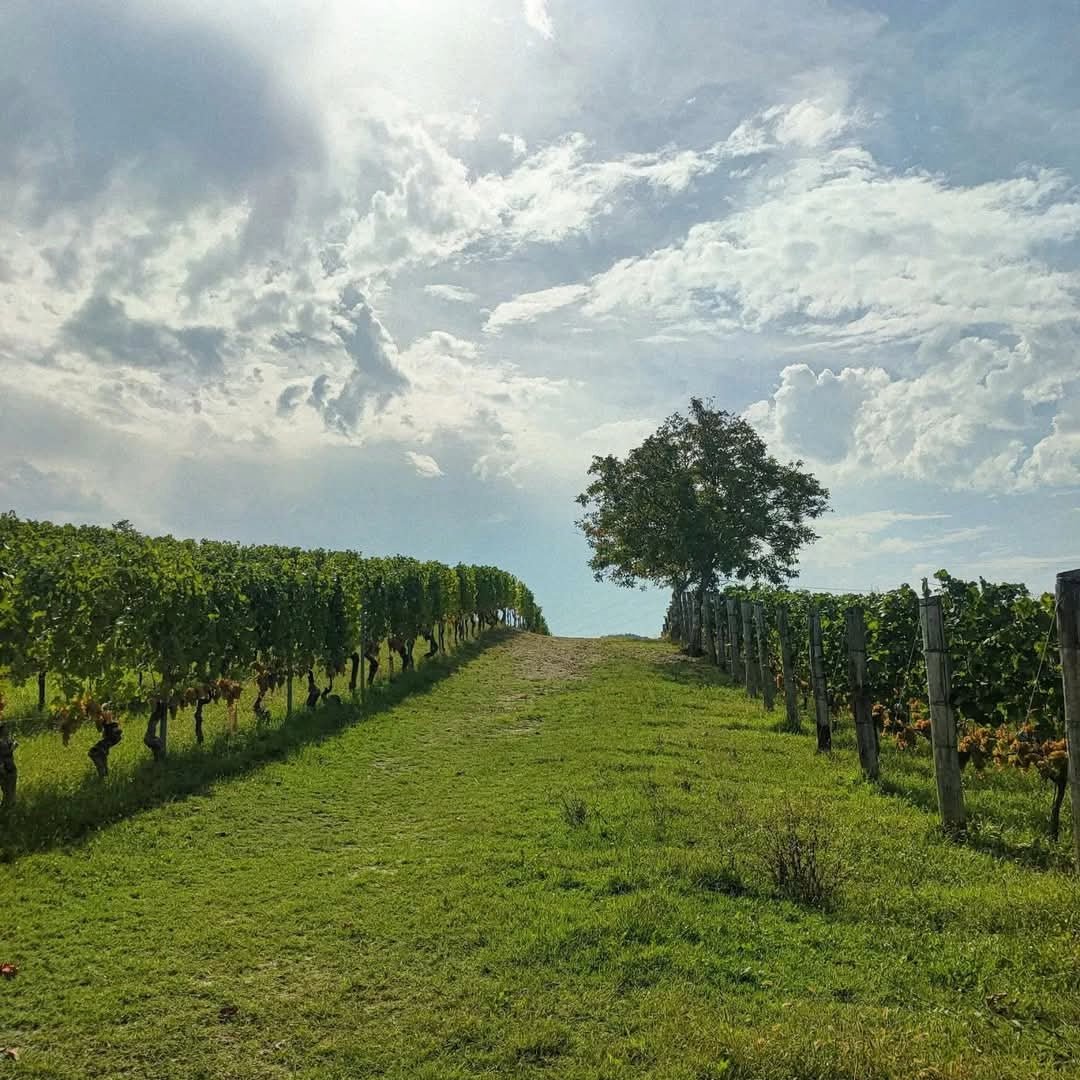 Tenuta Santa Seraffa Gavi del Comune di Gavi - Latitude Wine & Liquor Merchant