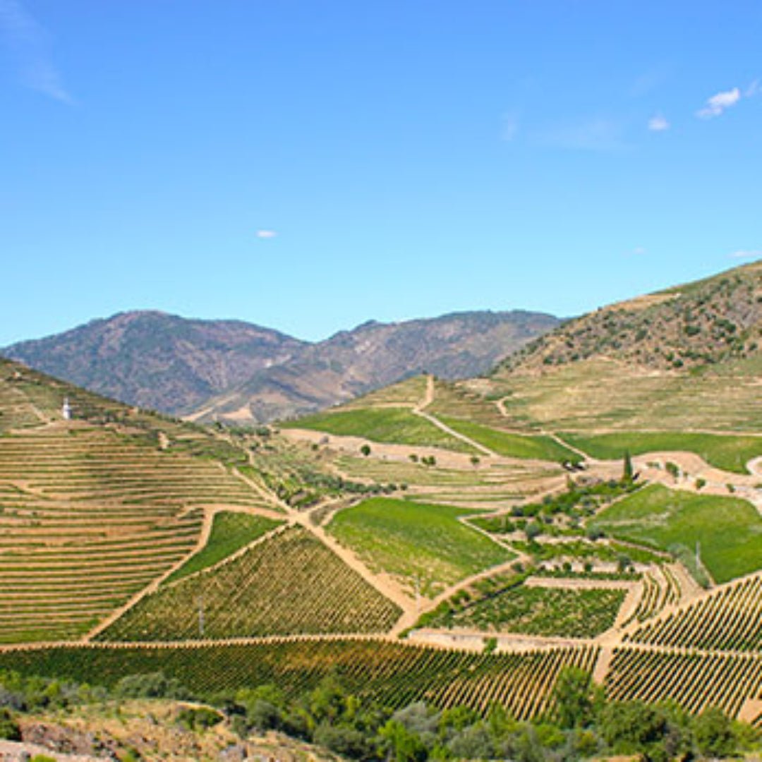 Bacalhoa Terra Boa Old Vine Tinto