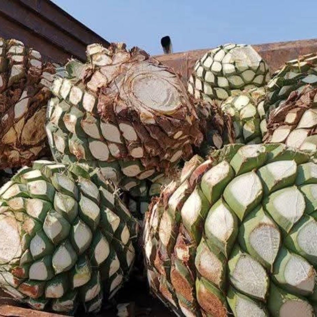 Terralta Blanco Tequila