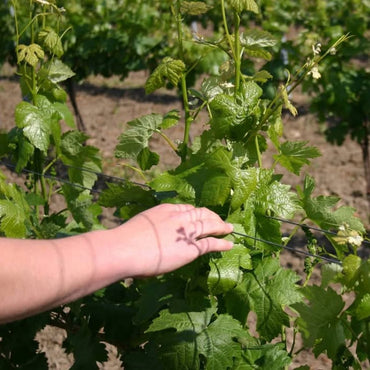 The Dot 'Austrian Plum' St. Laurent - Latitude Wine & Liquor Merchant