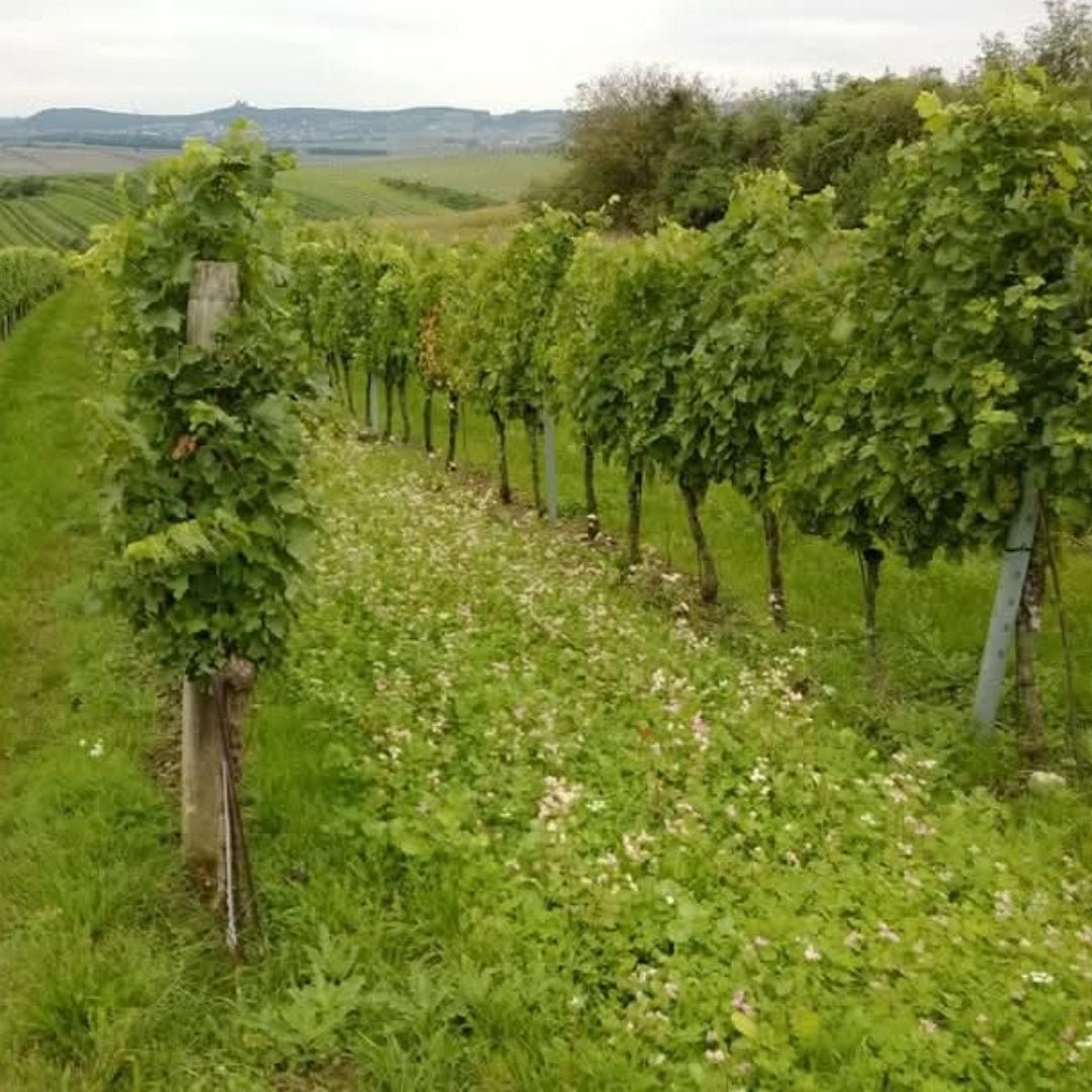 The Dot 'Austrian Plum' St. Laurent - Latitude Wine & Liquor Merchant
