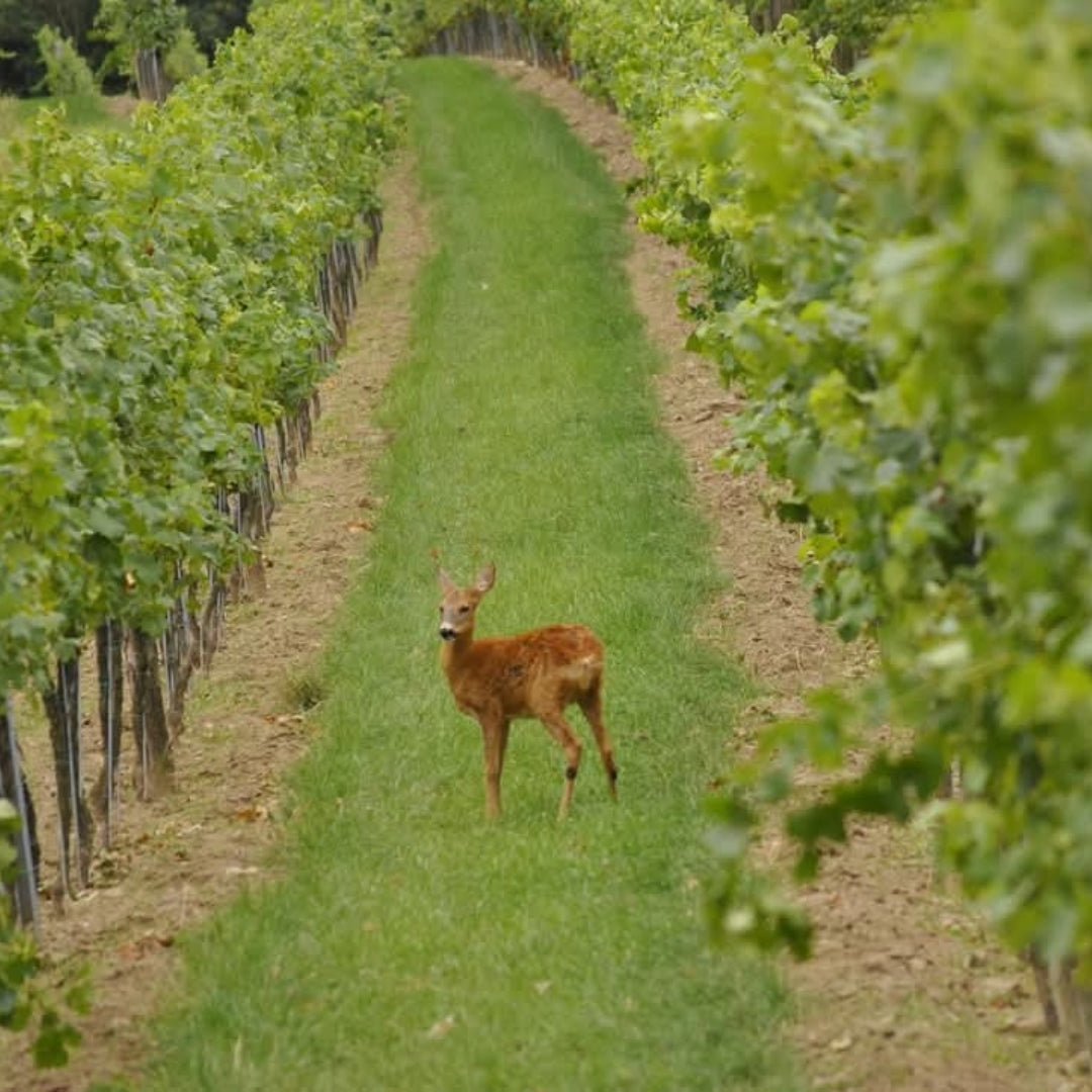 The Dot 'Austrian Plum' St. Laurent - Latitude Wine & Liquor Merchant
